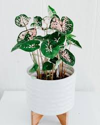 A Bit Of Love Home On Instagram Caladium Houseplants Plants Pottedplants Indoorgarden Indoorjungle Plant Decor Plant Decor Indoor House Plants Decor