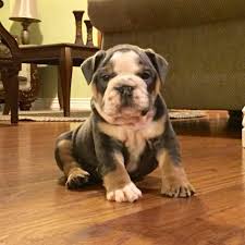 We will do last minute bulldog stud services when possible but we prefer the time slot to be reserved in advance with a deposit. Blue Tri English Bulldog Pet Breeder Clinton Utah Facebook 97 Photos