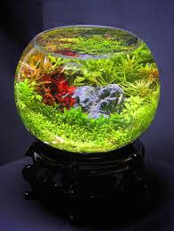 Products Rainbow Shrimp Aquarium Fish Tank Moss Terrarium