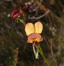 Image result for Auxopus