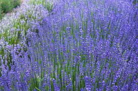 Lavender lady blooms profusely in all parts of the country, even without undergoing the long, cold winters usually necessary to stimulate flower production in lilacs. 10 Recommended Shrubs With Blue Or Lavender Flowers