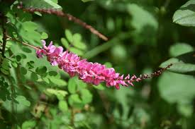 Image result for Indigofera homblei
