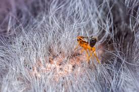 Image result for flea bite