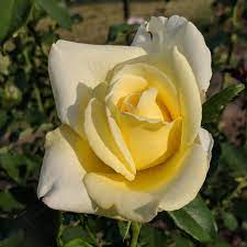 Rosa 'Elina' - Wikipedia