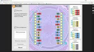 Achieveressays.com is the one place where you find help for all types of assignments. Rna Protein Synthesis Gizmo Activity A Youtube