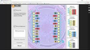 What are proteins constructed of? Rna Protein Synthesis Gizmo Activity A Youtube