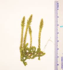 Image result for Selago coerulea