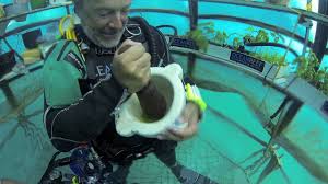 Making Pesto Underwater Only In Italy Nemo S Garden In Italy Is Growing Plants Underwater Nemosgarden Underwater Oh The Places You Ll Go How To Make Pesto