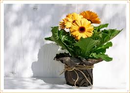 There's a reason the tradition of birthday cards has endured. Masculine Flowers Best Types For Every Occasion Ftd