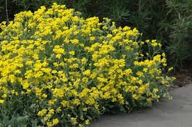 Image result for Aurinia