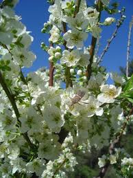 Keep these at least 12 inches from the foundation. Donate To Fruit Tree Planting Foundation