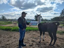 Black Mountain Pack Llamas