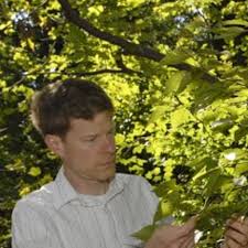 Image result for Brachythrix glomerata