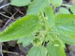 Image result for Tragia brevipes-benthamii-okanyu