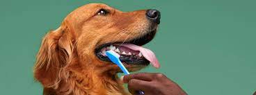 However, if that's not possible, brushing even once per week can be extremely beneficial! How And How Often To Brush A Dogs Teeth Petco