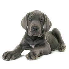 Pups are gorgeous, out of a litter of twelve. Best Dog Food For Great Danes And Puppies In 2021 Goodpuppyfood