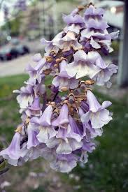 5.0 out of 5 stars great taste and easy to carry. Blauglockenbaum Paulownia Tomentosa Fur Grosse Garten Und Parks Freudengarten