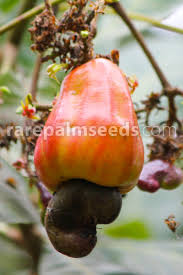 Image result for Anacardium