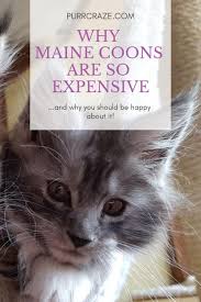 We are building a web page for our. Why Are Maine Coon Cats So Expensive Here Is The Real Reason Purr Craze