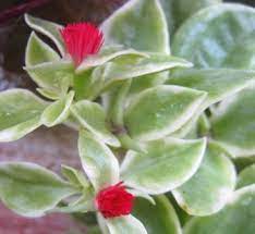 Here is the list of trailing succulent. Dorotheanthus Mezoo Trailing Red Succulent Variegated Foliage On Trailing Stems Tiny Unexpected Fluffy Red Flo Red Succulents Annual Plants Red Succulent