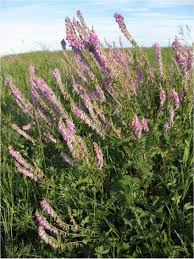 Image result for Hedysarum