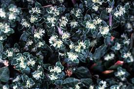 Image result for Guilleminea densa