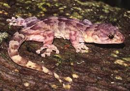 Image result for Kyllinga robinsoniana