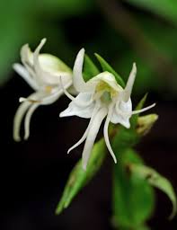 Image result for Habenaria epipactidea