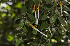 Image result for Actinanthella