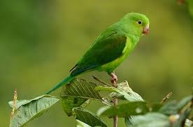 periquito rico animals beautiful birds pets