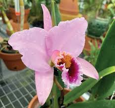 For 36 years we have been providing the highest quality plants, trees and shrubs. How To Choose And Care For Orchids Fort Myers Florida Weekly