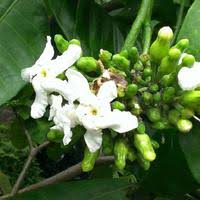 Image result for Tabernaemontana pachysiphon