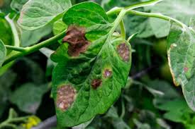 Image result for Septoria leaf spot of tomato