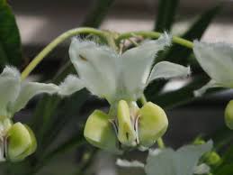 Image result for Gomphocarpus swynnertonii