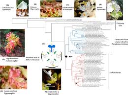 Image result for Englerodendron mengei