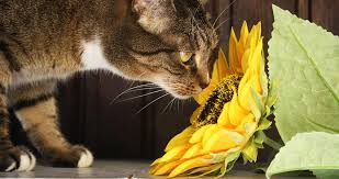 Every pet owner knows their furry friend will chew on anything it can sink its teeth into, including flowers and plants. Poisonous Plants For Cats Your Complete Cat Safety Guide