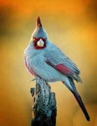 Birds Of The Southwestern Desert Desert Cardinal Passaros Aves Animais