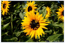 Find out how to grow them in our grow guide. Growing Sunflowers Learn When To Plant And How To Grow Sunflowers Hgtv