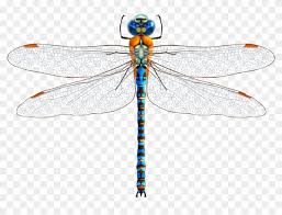 The first step to drawing your dragonfly is to give it something to stand on. Dragonfly Drawing Clip Art Dragonfly Png Free Transparent Png Clipart Images Download