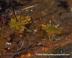 Image result for Genlisea margaretae