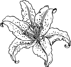 The spruce / ashley deleon nicole these free pumpkin coloring pages will be sna. Lily Coloring Pages Best Coloring Pages For Kids Lilies Drawing Flower Coloring Pages Flower Drawing