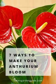 Anthurium Not Flowering 7 Ways To Make It Bloom Smart Garden Guide In 2020 Easy House Plants Anthurium Plant Flamingo Flower
