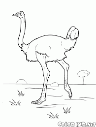 Select from 35970 printable coloring pages of cartoons, animals, nature, bible and many more. Coloring Page Ostrich