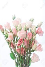 Fiori rosa bianchi o rossi simili ai rododendri soluzioni questa pagina ti aiuterà a trovare tutte le risposte di codycross di tutti i livelli. Immagini Stock Bouquet Di Lisianthus Fiori Eustoma E Un Fiore Affascinante Lo Schema Ricorda Una Rosa Senza Spine Image 81049291
