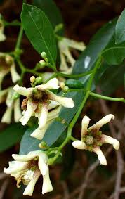 Image result for Stomatostemma