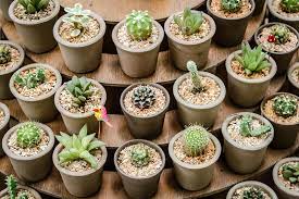 Photo examples included of course. 55 Types Of Succulents Cacti Growing Tips And Photos Trees Com