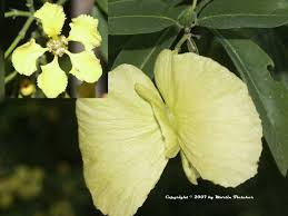 No shipping to california evergreen vine that climbs by twining stems. Texas Witchery Butterfly Vine Bejuco Prieto Mascagnia