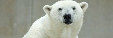 Calculating and working please be patient. Polar Bears Ocean Connections