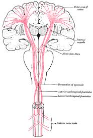 Pyramidal Vs Extrapyramidal Pathways From The Brain To The Spinal Cord Human Motor Neuron Internal Capsule Spinal Cord