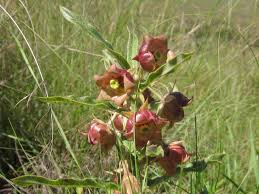 Image result for Pachycarpus concolor